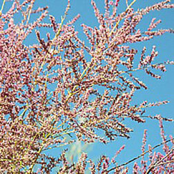 ������ ������ �������� �������������� �����   ����