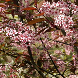 ������ ������ ������� �������� �������� (������������)   ����