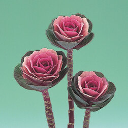 ������ ������ ������� ������������ ����� ���� (1��-1000��)   ����