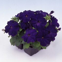 ������ ������ ������� ����������� ����� ��� �� ��� (1��-1000�����) ���������������� ������   ����