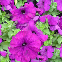 ������ ������ ������� ����������� ����� ��� �� ��� ����� (1��-1000�����) ���������������� ������   ����