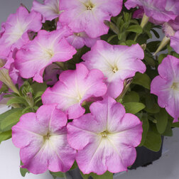 ������ ������ ������� ����������� ����� ��� �� ���� ����(1��-1000�����) ���������������� ������   ����