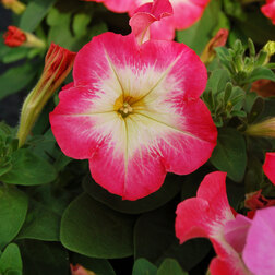 ������ ������ ������� ����������� ����� ��� �� ��� ���� (1��-1000�����) ���������������� ������   ����