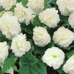 ������ ������ ������� ��������� ������� ���� (1��-100��) ���������������� ������   ����