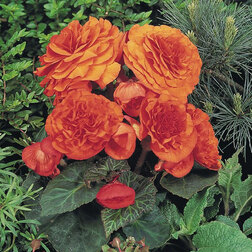 ������ ������ ������� ��������� ������� ����� (1��-100��) ���������������� ������   ����