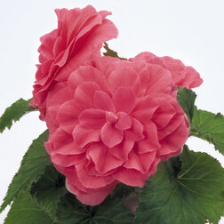 ������ ������ ������� ��������� ������� ���� (1��-100��) ���������������� ������   ����