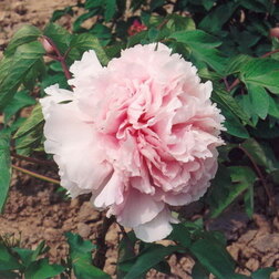 ������ ������ ���� ����������� ����� ������� �������   ����