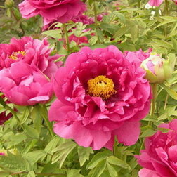 ������ ������ ���� ����������� ������   ����