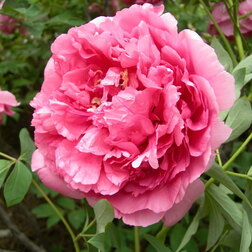 ������ ������ ���� ����������� �����   ����