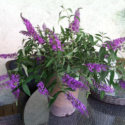 ������ ������ ������� ������ ���� (����� �����)   ����