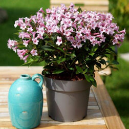 ������ ������ ������� �������� ���� ����� (����� �����)   ����