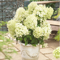 ������ ������ ��������� ����������� (��������)   ����