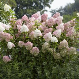 ������ ������ ��������� ����������� (����������)   ����