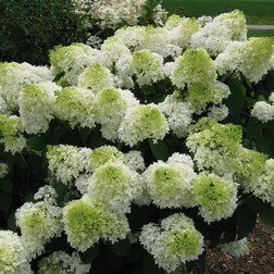 ������ ������ ��������� ����������� ����� ���   ����