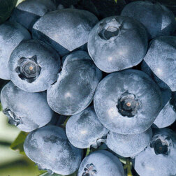 ������ ������ �������� ������������ �������   ����