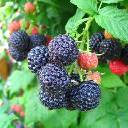 ������ ������ ������ ���� ������ (������������ ����)   ����