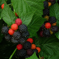 ������ ������ ������ �������� (������������ ����)   ����