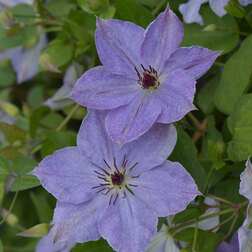 ������ ������ �������� ��������������� ��������   ����