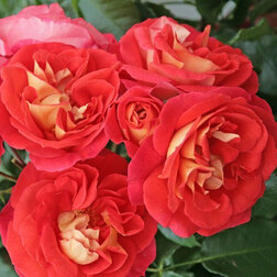 ������ ������ ���� ���������� ������ �����   ����