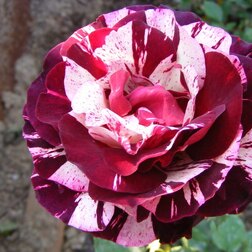 ������ ������ ���� ���������� ��� �������   ����