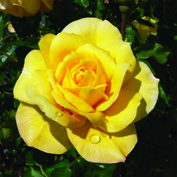 ������ ������ ���� ��������� ������ ������   ����