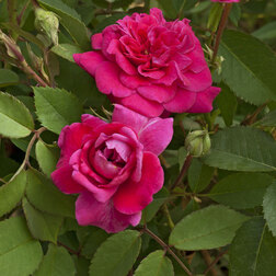 ������ ������ ���� �������� ������� ������ ������   ����