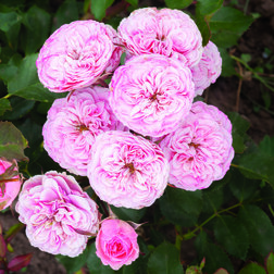 ������ ������ ���� ���������� ����� ������ ������   ����