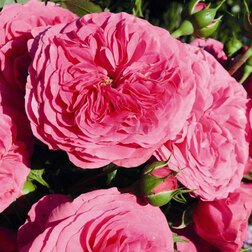 ������ ������ ���� ������ ���������� ���������   ����