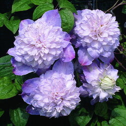 ������ ������ �������� ��������������� �������� ���� (1-�����)   ����