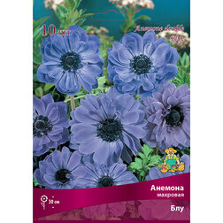 ������ ������ ������� �������� ��� (10 ��.)   ����