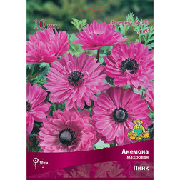 ������ ������ ������� �������� ���� (10 ��.)   ����