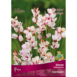 ������ ������ ����� ��������� �������� (10 ��.)   ����