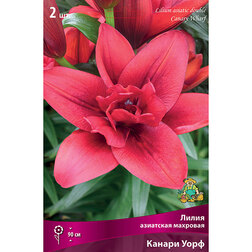 ������ ������ ����� ��������� �������� ������ ���� (2 ��.)   ����