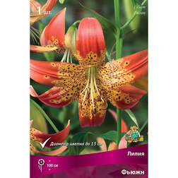 ������ ������ ����� ������� ����� (1 ��.)   ����