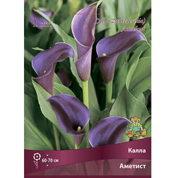 ������ ������ ����� �������   ����