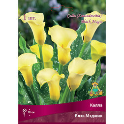 ������ ������ ����� ���� ������   ����