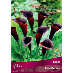 ������ ������ ����� ���� ������   ����