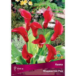 ������ ������ ����� ��������� ���   ����