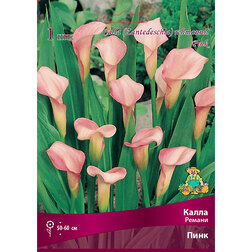 ������ ������ ����� ������ ����   ����