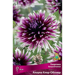 ������ ������ �������� ����������� ������ ����-������ (1 ��.)   ����