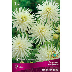 ������ ������ �������� ���������� ����-������   ����