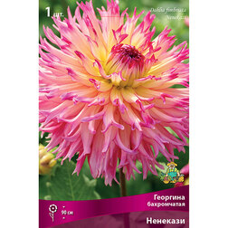 ������ ������ �������� ����������� ��������   ����