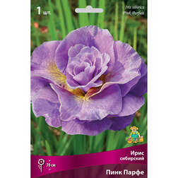 ������ ������ ���� ��������� ���� �����   ����