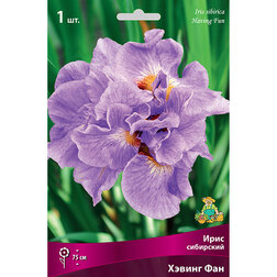 ������ ������ ���� ��������� ������ ���   ����