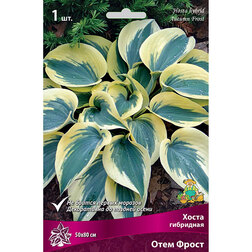 ������ ������ ����� ��������� ���� �����   ����