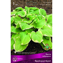 ������ ������ ����� ��������� ��������� �����   ����