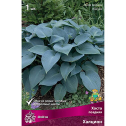 ������ ������ ����� ������� �������   ����