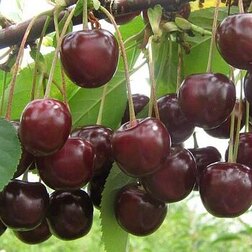 ������ ������ ����� �������������   ����