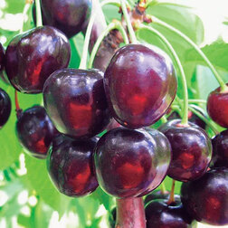 ������ ������ ������� �������   ����