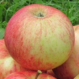 ������ ������ ������ �������   ����